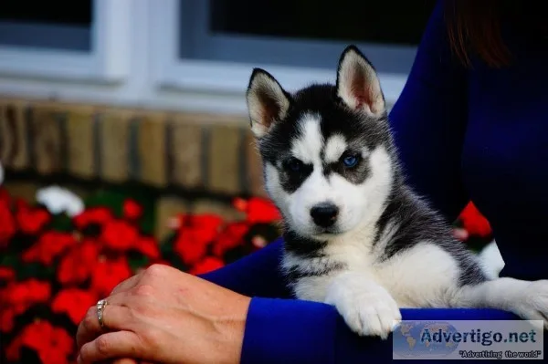  beautiful siberian husky puppies ready 