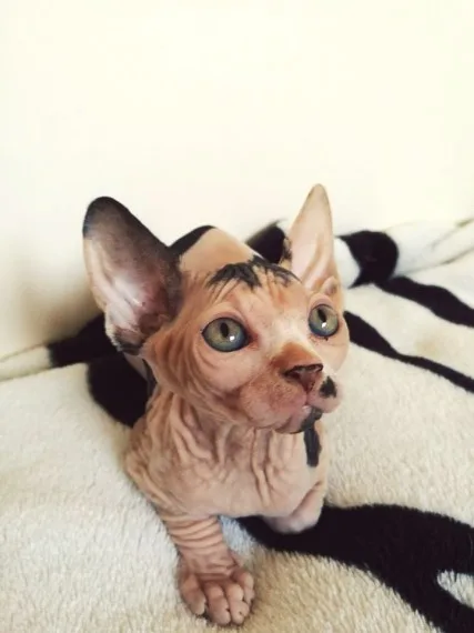Tpedigree sphynx kittens tica registered