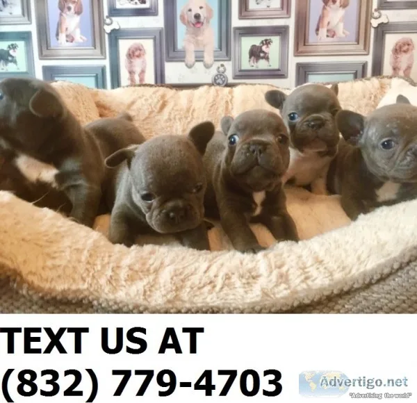 New price ready now french bulldogs