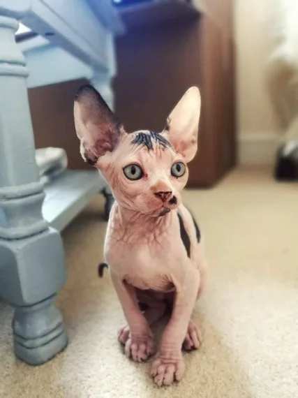 Tpedigree sphynx kittens tica registered
