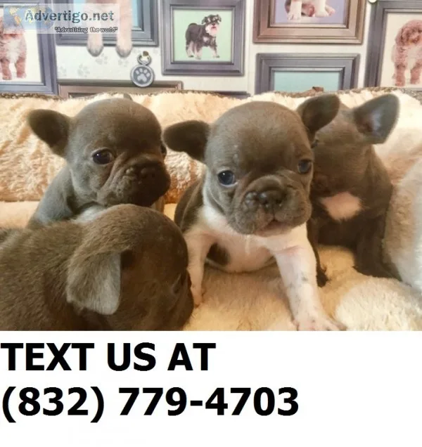 New price ready now french bulldogs