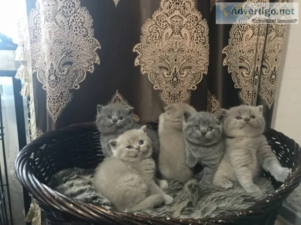 Tia ytscottish folds ready for christmas