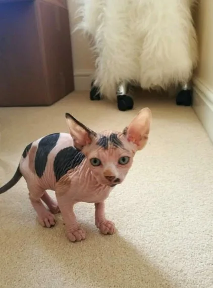 Tpedigree sphynx kittens tica registered