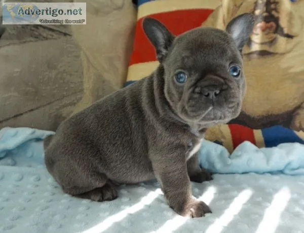 New price ready now french bulldogs
