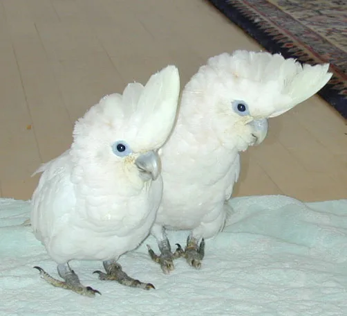 Parrots and exotic parrots for sale