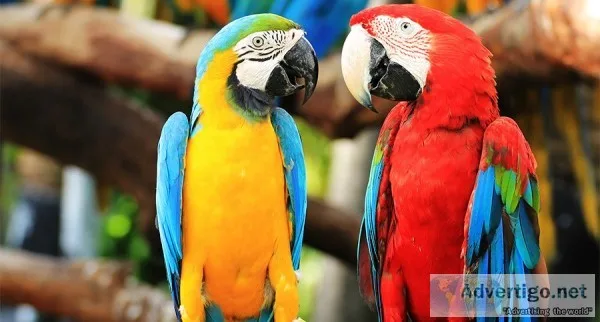 Parrots and exotic parrots for sale