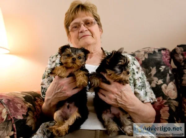 Tiny and compact yorkie
