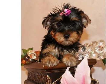 Xmas cute yorkie puppies
