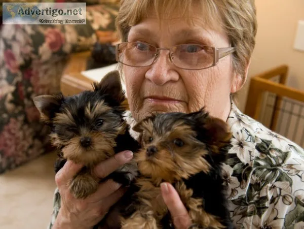 Xmas tea-cup size yorkie puppies 