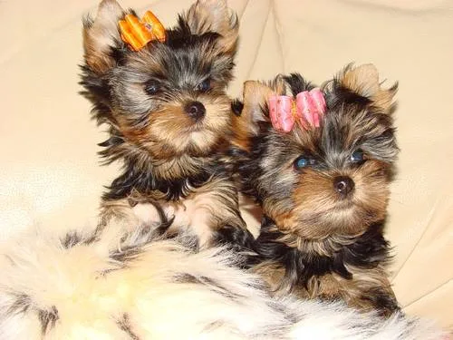 They are purebred yorkie
