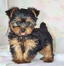 Gorgeous yorkie pup available