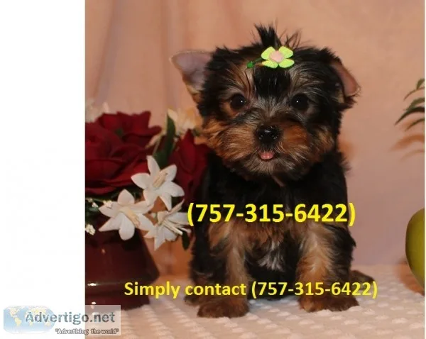 Xmas yorkie puppies available
