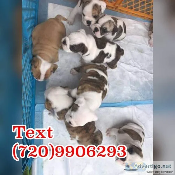 Gregarious english bulldog pups 50% off
