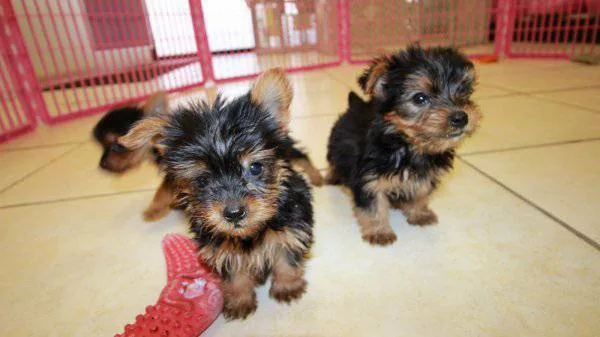 Cute and charming yorkie puppies