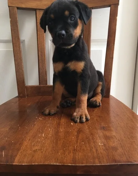 Wonderful male and female rottweiler pup