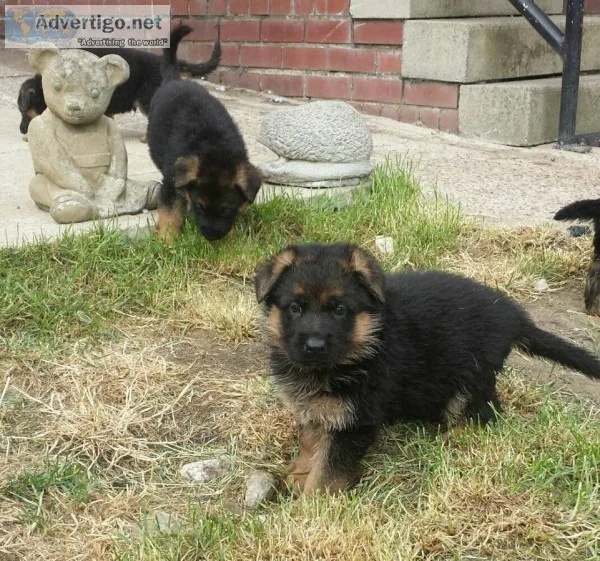 Super adorable german shepherd puppies