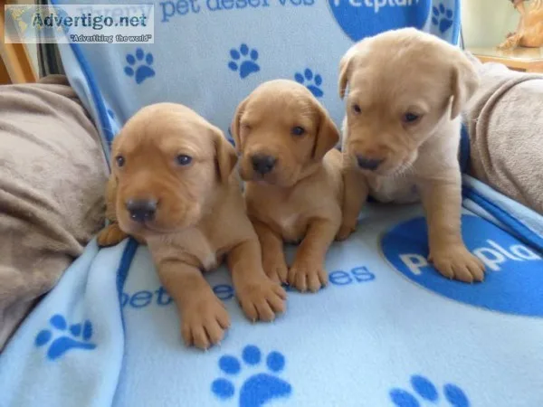 Labradoodle puppies