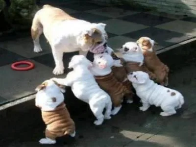 English bull dog puppies 