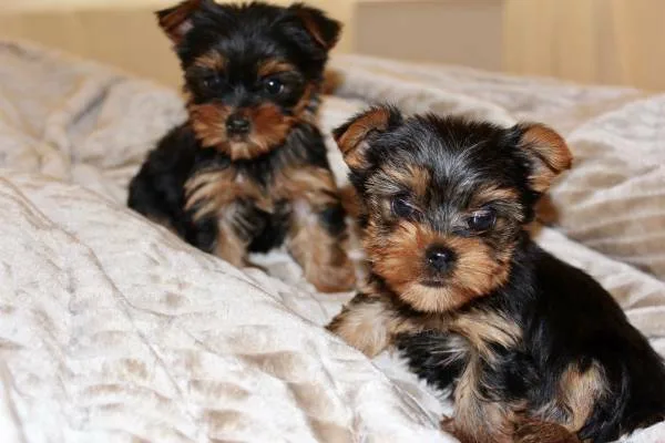 Akc registered pure yorkie puppies