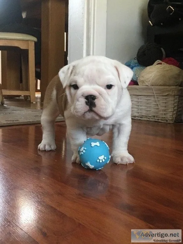 English bulldog pups ready now~text at