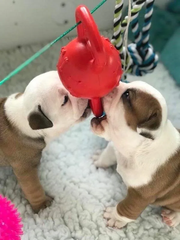 English bulldog pups ready now~text at