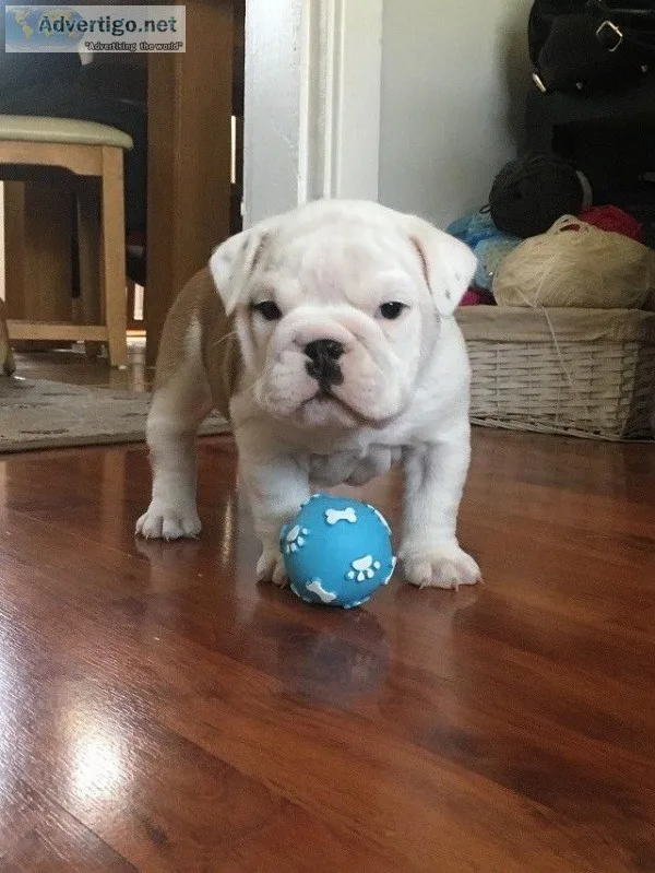 English bulldgs available