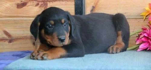Valuablemale and female rottweiler puppi