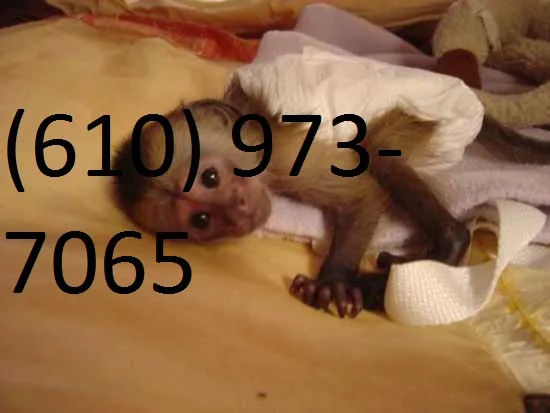 Adorable capuchin and squirrel monkeys