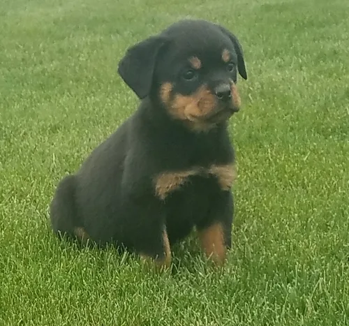 Well manneredmale and female rottweiler 