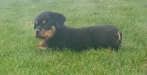 Vigilantmale and female rottweiler puppi
