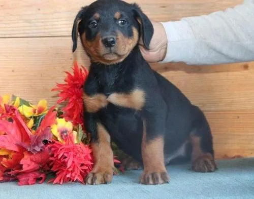 Valiantmale and female rottweiler puppie