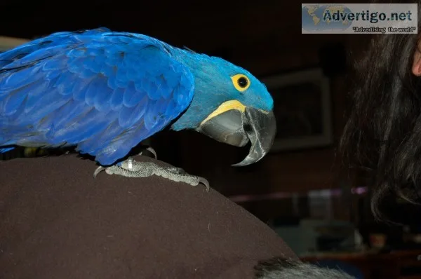 Handfed hyacinth macaw parrot 