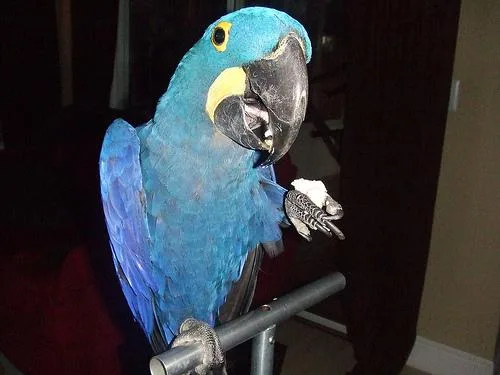 Dna hyacinth macaw & exoitic parrots 