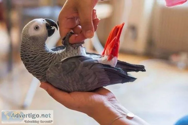 Our stunning baby african grey is now