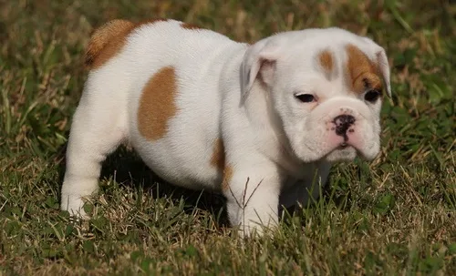 Adorabla english bulldog puppies