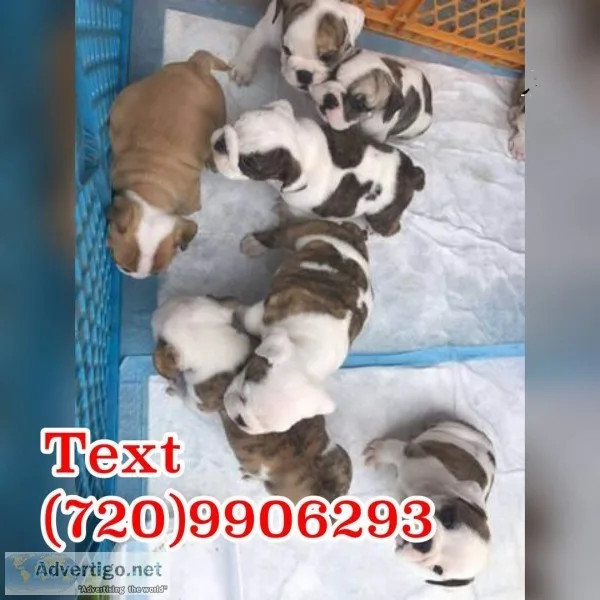 Cute english bulldogs for re-homing