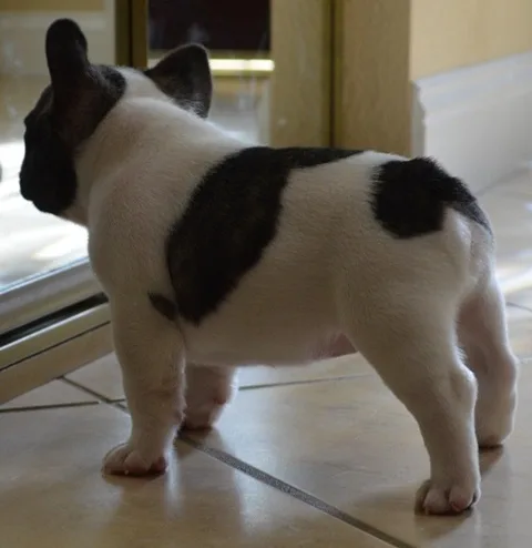 Kyas french bulldog pups
