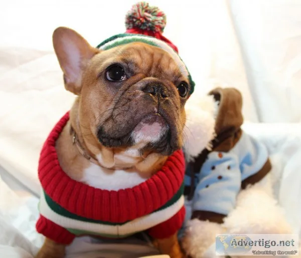 Driak french bulldog pups