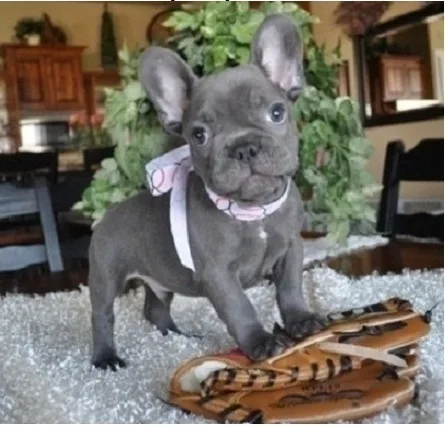 Wose french bulldog pups