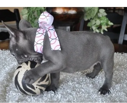 Lbage french bulldog pups