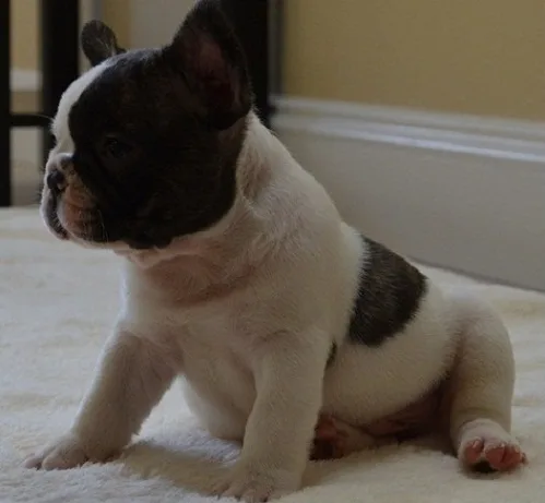 Ius french bulldog pups