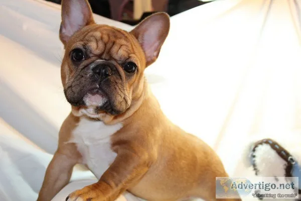 Pras french bulldog pups
