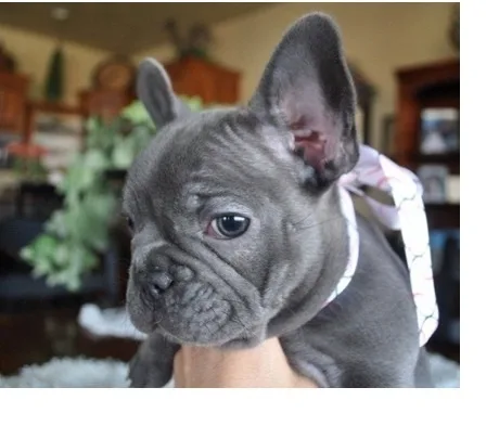 Egas french bulldog pups