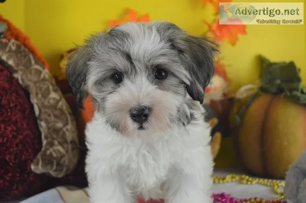 Havanese pup for sale call or text us: 