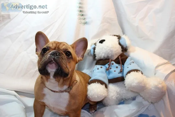 Silao french bulldog pups