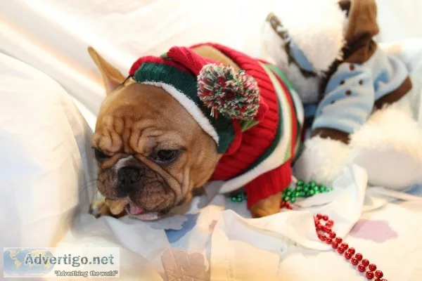 Woags french bulldog pups