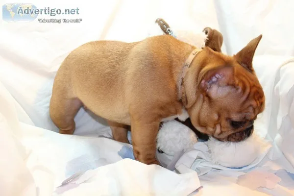 Fikas french bulldog pups