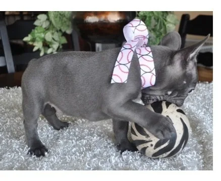 Yera french bulldog pups