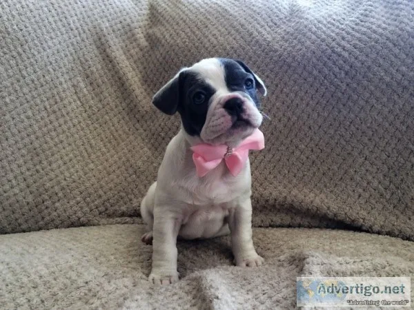 Pets for sale