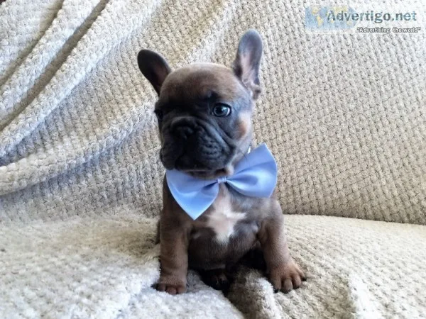 Pets for sale